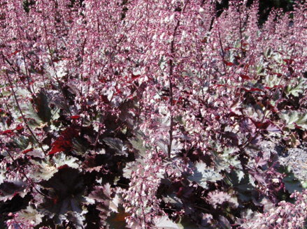 DLUŽICHA - Heuchera hybrida ´Palace Purple´