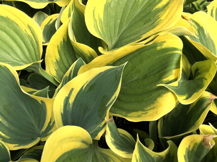 BOHYŠKA - Hosta hybrida 'Liberty'