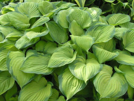 BOHYŠKA - Hosta hybride 'Guacamole'