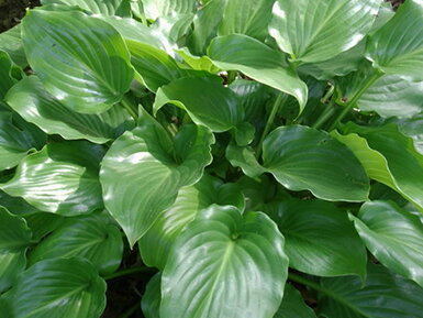 BOHYŠKA - Hosta hybride 'Invincible´