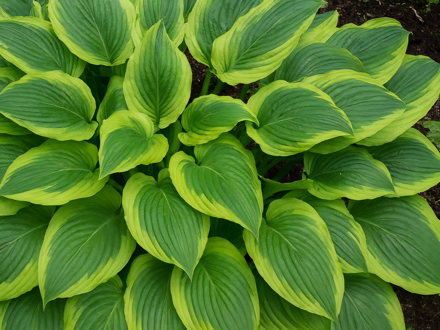 BOHYŠKA - Hosta hybrida ´Satisfaction´