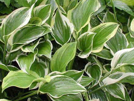 BOHYŠKA - Hosta hybrida ´So Sweet´