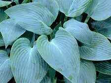 BOHYŠKA - Hosta hybride 'Canadian Blue'