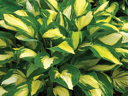 BOHYŠKA - Hosta hybrida ´Color Festival´