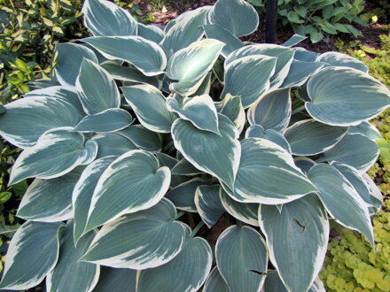 BOHYŠKA - Hosta hybrida ´El Nino´®