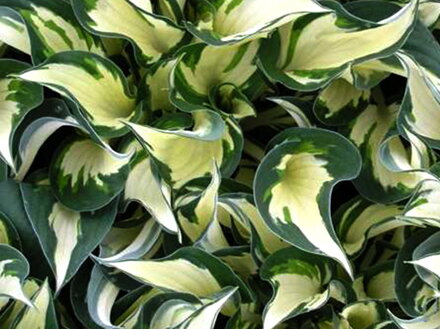 BOHYŠKA - Hosta hybride 'Fire and Ice'