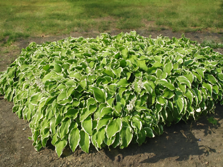 BOHYŠKA - Hosta undulata ´Albomarginata´