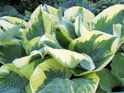 BOHYŠKA - Hosta hybrida 'Band of Gold'