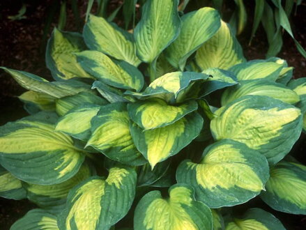 BOHYŠKA - Hosta hybrida ´Captain Kirk´