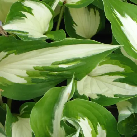BOHYŠKA - Hosta hybride 'Christmas Candy´®