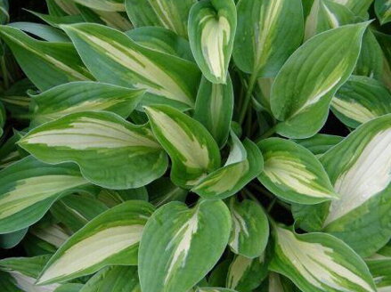 BOHYŠKA - Hosta hybride 'Fantasy Island'