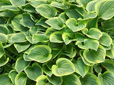 BOHYŠKA - Hosta hybrida ´Golden Tiara´