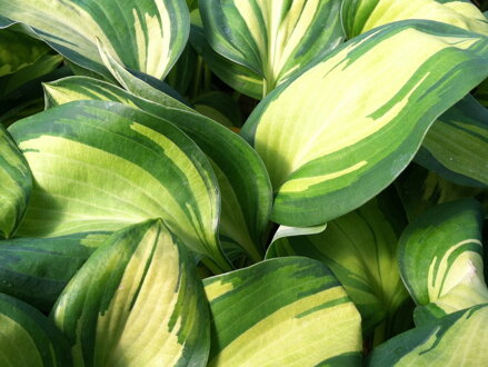 BOHYŠKA - Hosta hybrida 'Great Expectations'