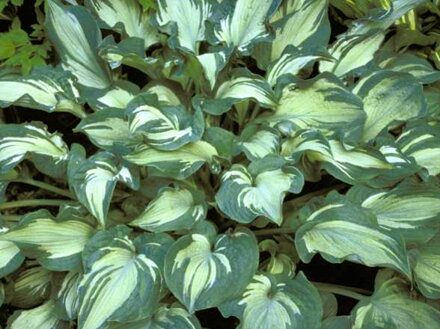 BOHYŠKA - Hosta hybrida 'Guardian Angel'