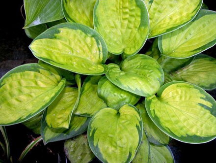 BOHYŠKA - Hosta hybride 'Rainforest Sunrise'