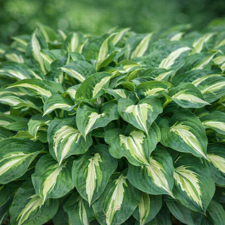 BOHYŠKA - Hosta hybride 'Snake Eyes´