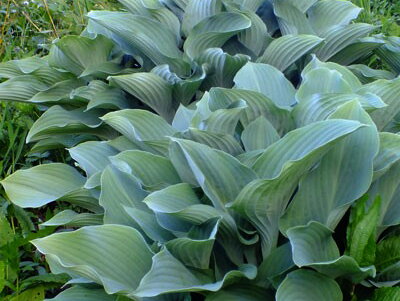 BOHYŠKA - Hosta hybrida 'Krossa Regal'