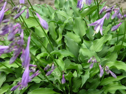 BOHYŠKA - Hosta minor