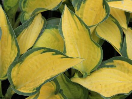 BOHYŠKA - Hosta hybrida  'Orange Marmelade'