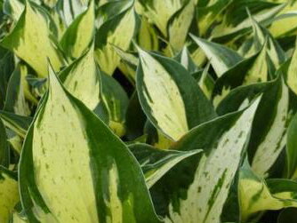 BOHYŠKA - Hosta hybride 'Pathfinder'