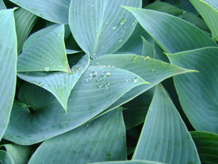 BOHYŠKA - Hosta tardiana ´Halcyon´