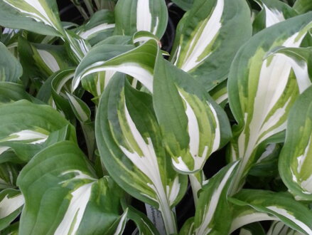 BOHYŠKA - Hosta undulata 'Univitata'