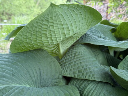 BOHYŠKA - Hosta sieboldiana