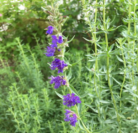 YZOP LÉKAŘSKÝ - Hyssopus officinalis 