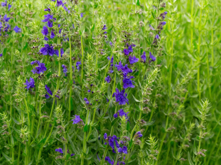 YZOP LÉKAŘSKÝ - Hyssopus officinalis 