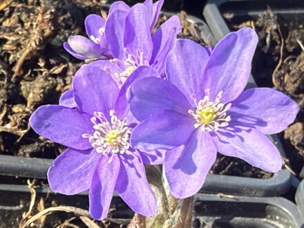 JATERNÍK PODLÉŠKA - Hepatica nobilis