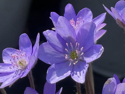 JATERNÍK PODLÉŠKA - Hepatica nobilis