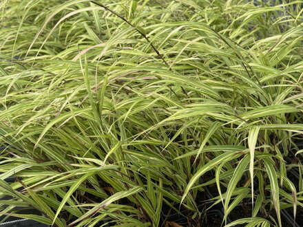 RÁKOSNÍK JAPONSKÝ - Hakonechloa macra 'Albostriata'