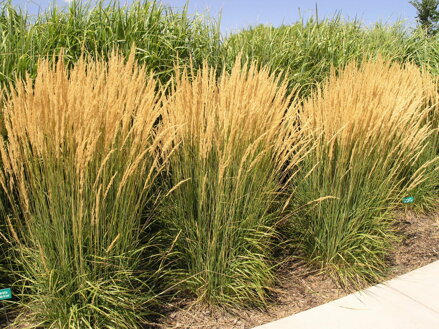 TŘTINA OSTROKVĚTÁ - Calamagrostis x acutiflora ´Karl Foerster´