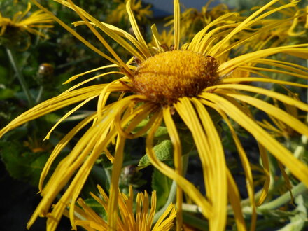 OMAN PRAVÝ - Inula helenium