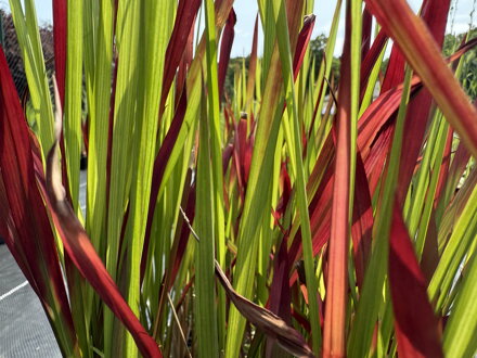 IMPERATA VÁLCOVITÁ - Imperata cylindrica ´Red Baron´