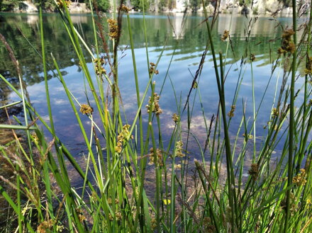 SÍTINA ROZKLADITÁ - Juncus effusus