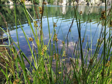 SÍTINA ROZKLADITÁ - Juncus effusus