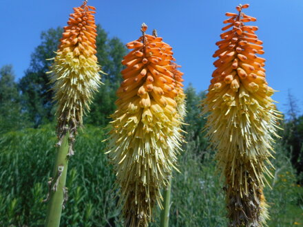 MNOHOKVĚT HROZNATÝ (KLEOPATŘINA JEHLA) - Kniphofia uvaria