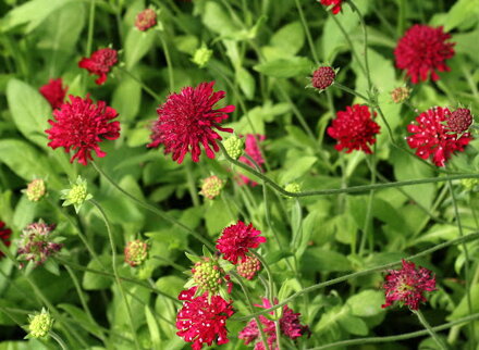 CHRASTAVEC MAKEDONSKÝ - Knautia macedonica ´Mars Midget´