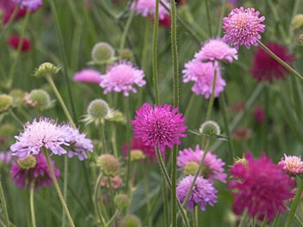 CHRASTAVEC MAKEDONSKÝ - Knautia macedonica ´Melton Pastels´
