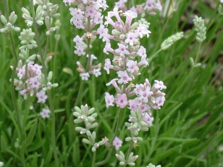 LEVANDULE LÉKAŘSKÁ- Lavandula angustifolia 'Rosea'