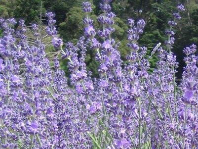 LEVANDULE - Lavandula angustifolia 'Montagnac Purple'