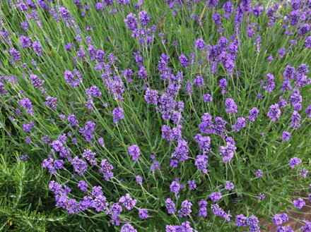 LEVANDULE LÉKAŘSKÁ - Lavandula angustifolia ´Munstead´