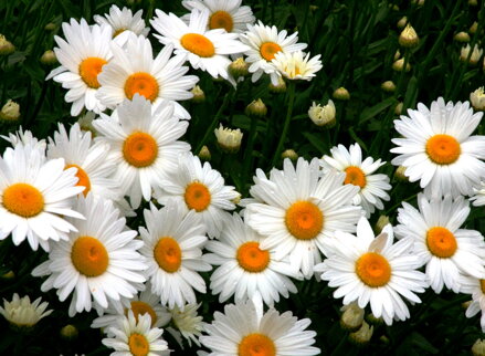 KOPRETINA - Leucanthemum vulgare ´May Queen´
