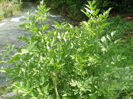 LIBEČEK LÉKAŘSKÝ - Levisticum officinale 