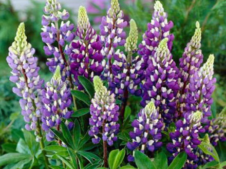 VLČÍ BOB - Lupinus podophyllus 'Lupini Blue'