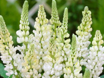 VLČÍ BOB - Lupinus podophyllus 'Lupini White'