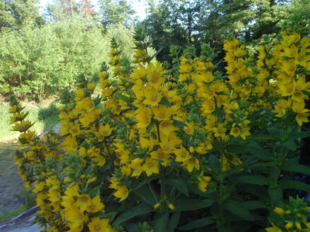 VRBINA TEČKOVANÁ - Lysimachia punctata