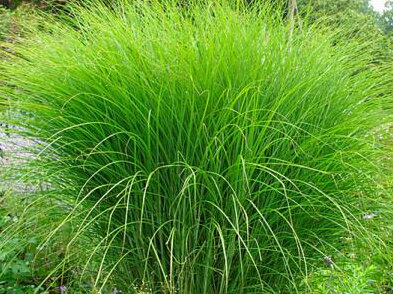 OZDOBNICE ČÍNSKÁ - Miscanthus sinensis ´Gracillimus´