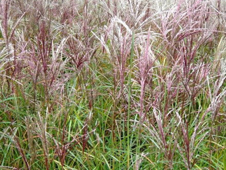 OZDOBNICE ČÍNSKÁ - Miscanthus sinensis ´Ferner Osten´